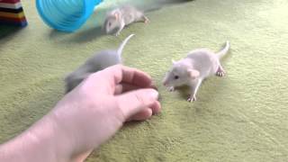 Srandovní potkaní miminka (3. týden života)