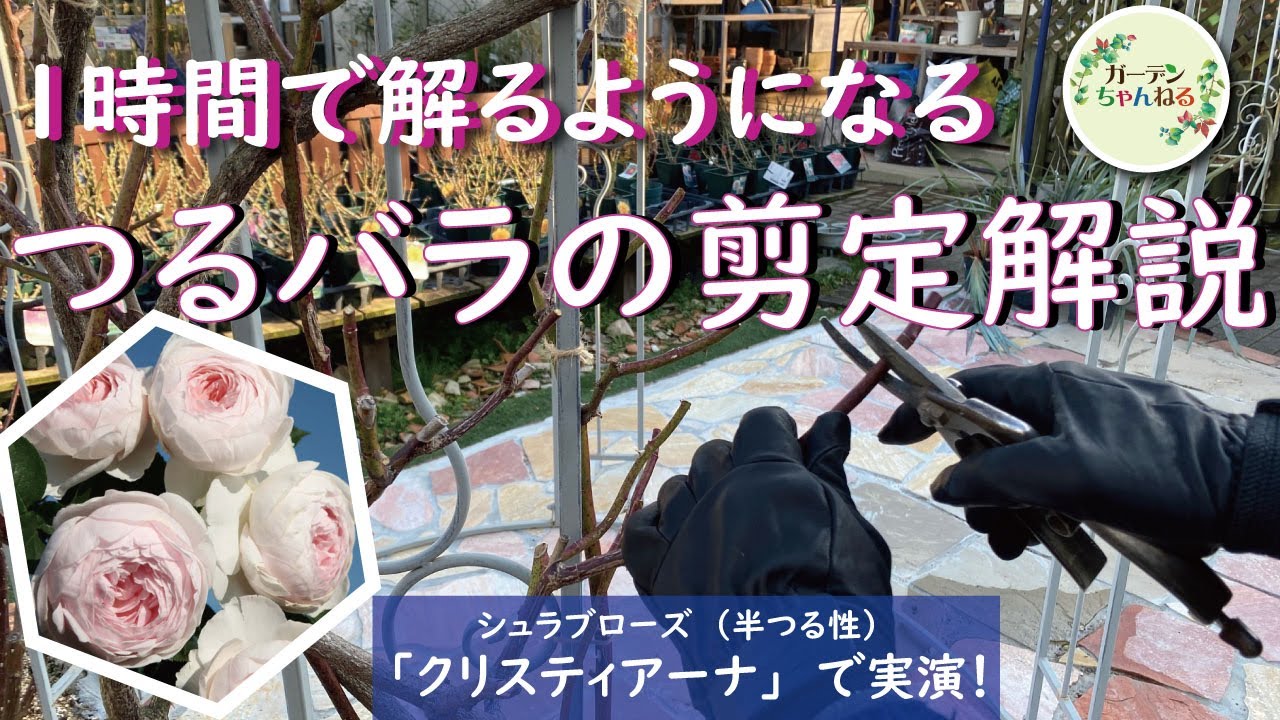 １時間で剪定マスター シュラブローズ 半つるのバラ の剪定 誘引が分かりやすくなるよう解説してみました Youtube