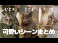 【3匹の猫】可愛いシーンだけまとめてみた①
