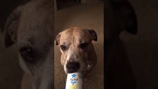 Lucky The Innocent Pitbull Drinking Yoplait Yogurt