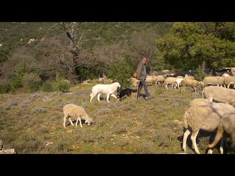 Une vie de berger - Le rôle essentiel du pastoralisme dans la gestion des espaces naturels