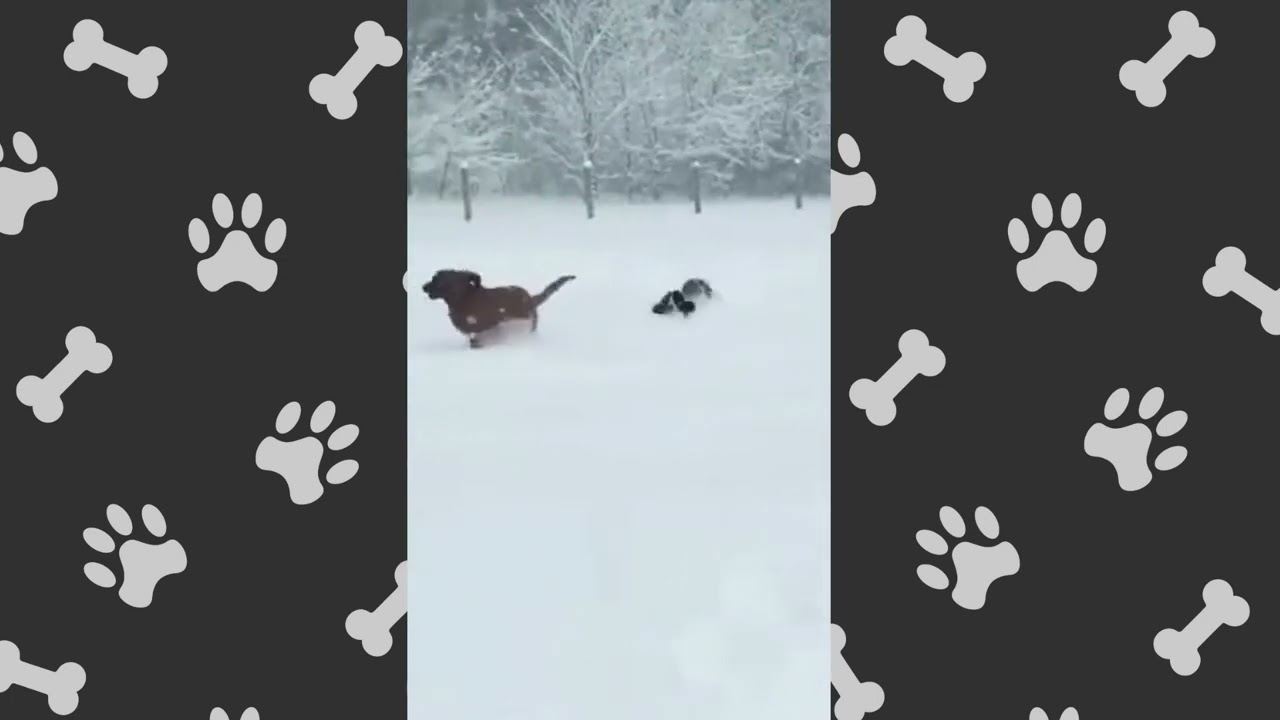 Funny Happy Dogs Running In The Snow 