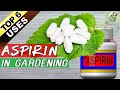 ASPIRIN HACKS ON PLANTS and GARDENING:  Top 6 Benefits of Aspirin as Rooting Hormone + Others