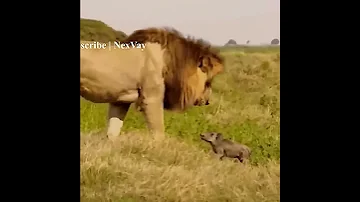 Male Lion Becomes Emotional