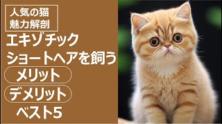 人気の猫 魅力解剖エキゾチックショートショートヘアを飼うメリット・デメリットベスト5