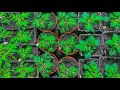 Secret to growing big healthy tomato seedlings every time