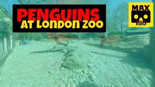 Penguins at London Zoo (VR180 - 3D)