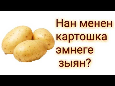 Video: Картошка кайдан келген?