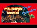 🐢 MAUREMYS REEVESII  🐢 tortuga china de tres crestas ficha de cuidados ( BichosYmonstruitos )