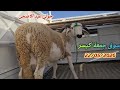 Eid Al Adha Sacrificial Sheep From Jemaa Keisser Market 05 22 2026 With Prices 