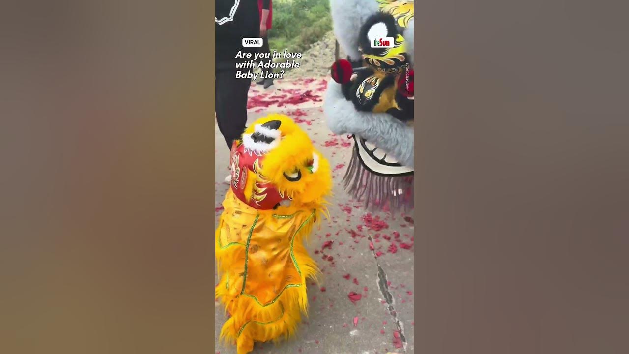 Make Way for the Adorable Baby Lion Dance!