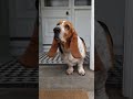 basset hound joy for sister coming back home from university