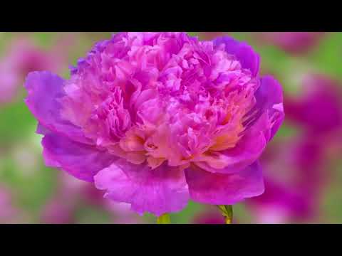 Распускающиеся цветы: два часа красоты