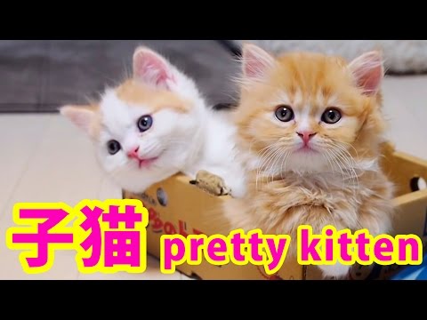 マンチカンの子猫の兄妹が可愛い Munchkin Pretty Kittens Youtube