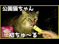 公園猫ちゃんに初めてちゅ～るをあげてみた