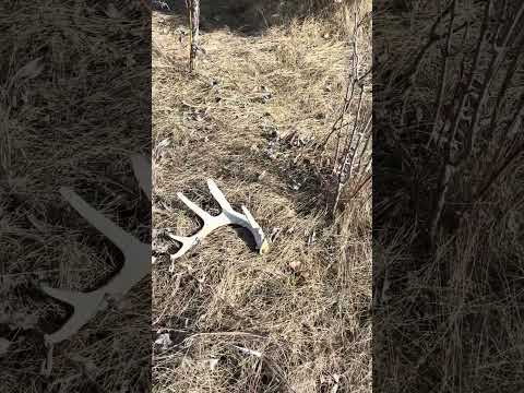 Shed Hunting MN