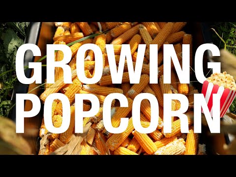 Video: Waar komt popcorn vandaan?