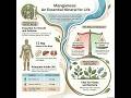 Manganese The Unsung Hero
