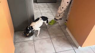 Comet and my sister 🐕❤️😊 win win pets sitters 408648-5300