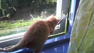 Rockey Rebbel Beestjes Vangen.mp4