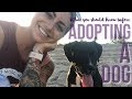 Are You Ready To Adopt A Rescue Dog? (What I Wish I Knew Beforehand)