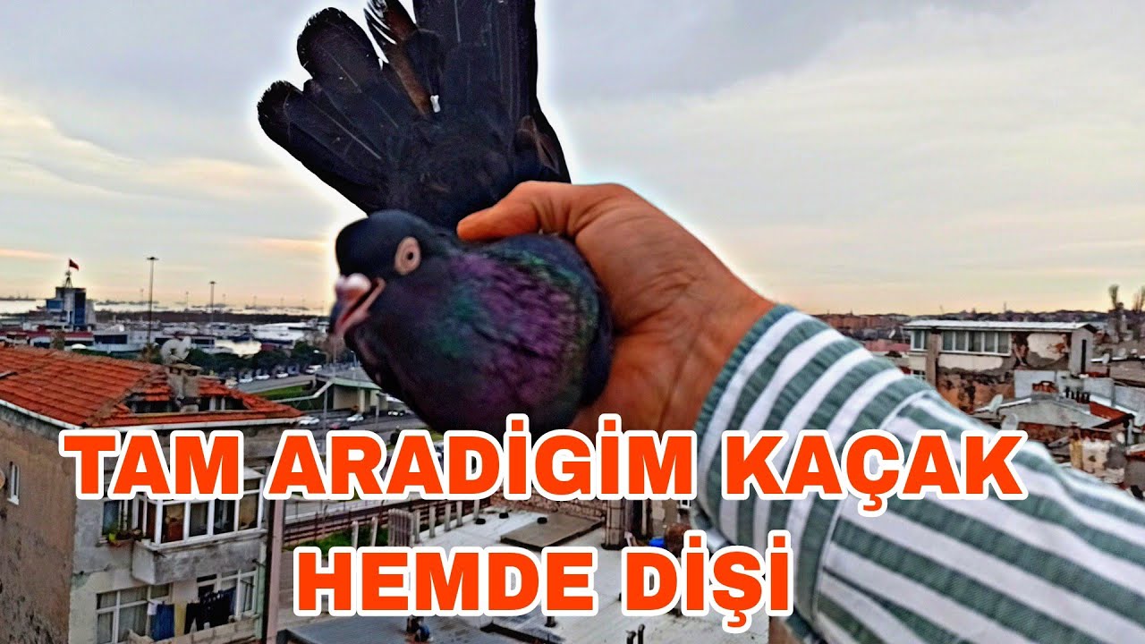 TAM ARAĞİM KUŞU HAVADAN KAÇAK OLARAK YAKALADİM HEMDE DİŞİ