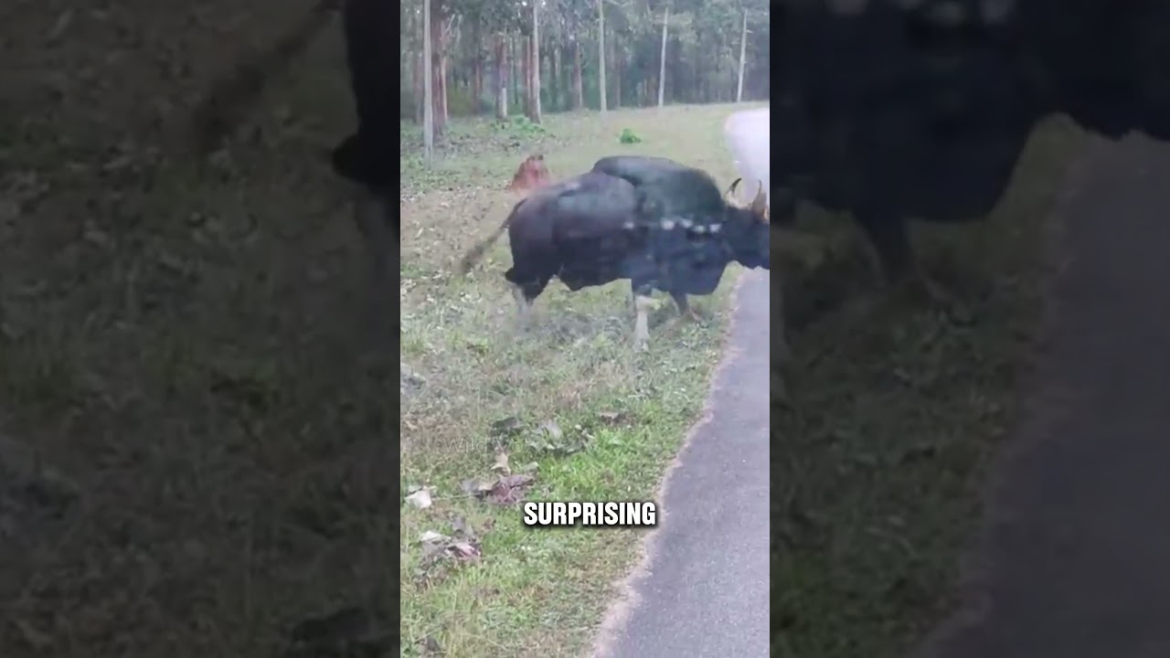 The Buffalo That Can Take Down a Tiger