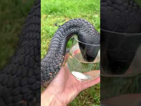 آب خوردن مار سیاه از لیوان شیشه ای