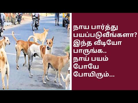 நாய் துரத்தாமல் இருக்க நாம் என்ன செய்ய வேண்டும் | Street Dog | Naai Thurathamaliruka EnnaSeiyavendum