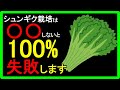 【春菊の育て方】春菊の栽培が失敗する理由は種まき?間引き?冬越し?水やり?失敗しないコツを専門用語を使用せず、カンタンに分かりやすく解説しました!プランター栽培でもOK【初心者向け】