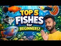 😍fishes for beginners | top 5 fishes for beginners |  Easy Fish for New Aquarium Keepers