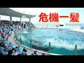 鴨川シーワールド2021年7月シャチショー、トラブル発生　ランちゃんとルーナちゃんがショー中も自由に泳ぎ回り、ヒヤヒヤでした