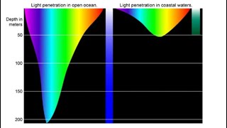 Ongoing Darkening of Global Oceans - Enormous Disruption to Albedo, Phytoplankton, and Web of Life