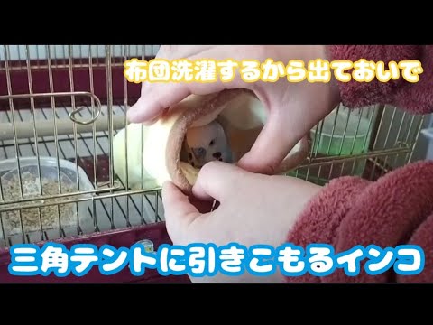 三角テントへの執着が凄まじい小鳥