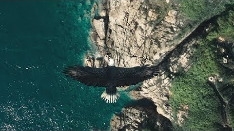 Flying Eagle Point of View | Motion Graphics - Videohive template