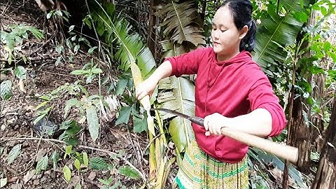 ĐẶC SẢN HOA CHUỐI RỪNG - Cận Cảnh Lấy Hoa Chuối Rừng | Sỹ Việt Bắc