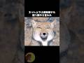 チベスナが狡猾過ぎる😂 #動物 #雑学 #豆知識 #チベットスナギツネ #ミーム