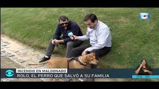 Rolo, el perro que salvó a su familia