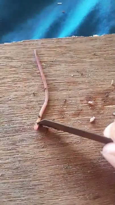 CARA MEMBERI MAKAN CHANNA ANDRAO BABY UKURAN 2 CM