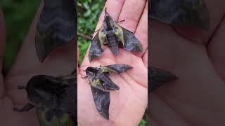 Anambulyx elwesi (Sphingidae)
