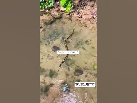 python snake swimming in water (पानी में तैरता हुआ अजगर सांप) #shorts # ...