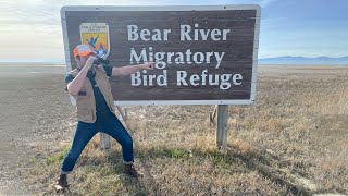 Birding at the Bear River Migratory Bird Refuge