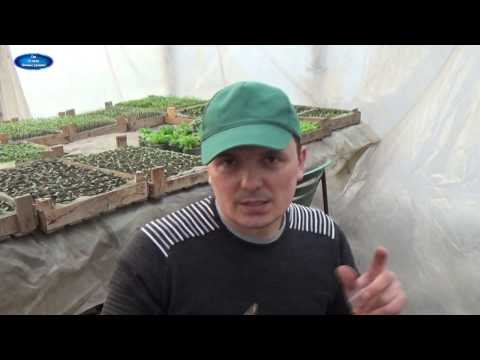 Видео: Посадка семян баклажанов - Как вырастить баклажаны из семян