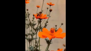 سورة الفاتحة مع آيتين من سورة طه  تلاوة خاشعة هادية. قاري محمد جميل سيد كريم