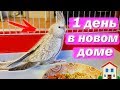 ПОПУГАЙ ПЕРВЫЙ ДЕНЬ ДОМА. Что нужно делать? Пол и имя птенца. | Рокки Life