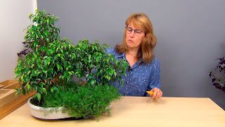 видео: Бонсай Лес из фикусов Бенджамина (ч.2). картинка: Бонсай Лес из фикусов Бенджамина (ч.2).