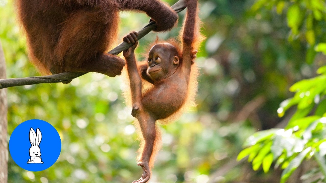 funny baby orangutanphoto