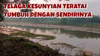 Water Lily Jatisari ••BOYOLALI