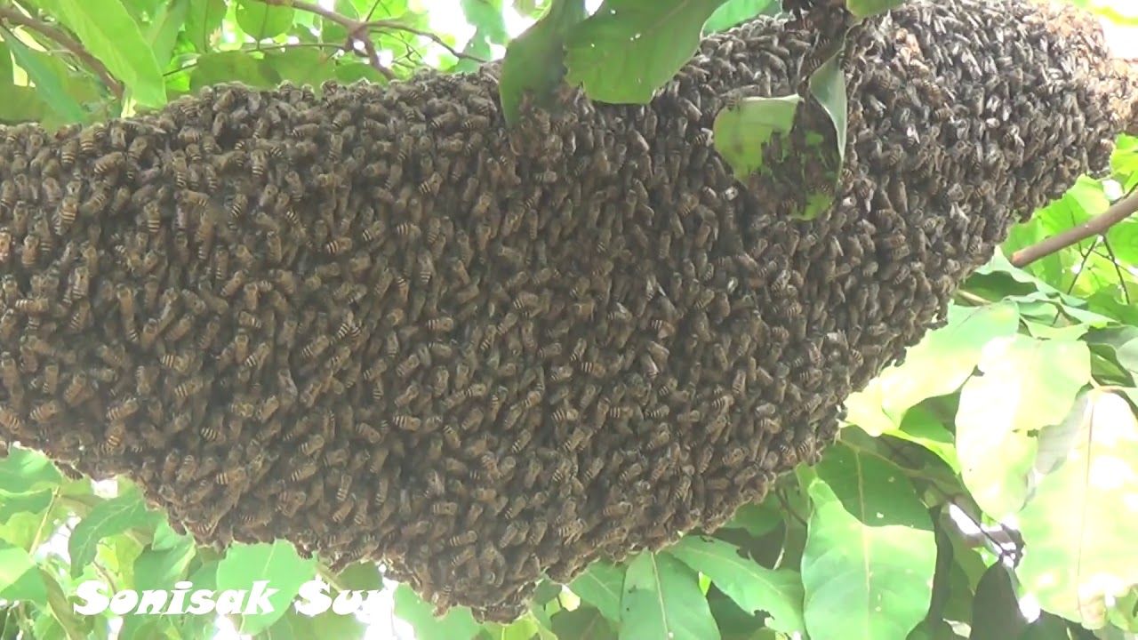Harvesting Giant Honey bees - Harvesting Honey Bee - At Home Good Natural Foods