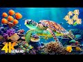 Ocean 4K - Sea Animals for Relaxation, Beautiful Coral Reef Fish in Aquarium (4K Video Ultra HD) #98